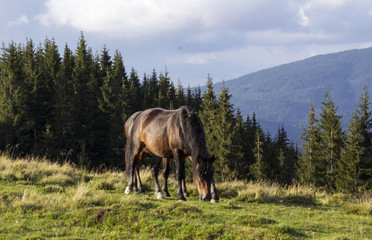 Obraz na płótnie Canvas Brown horses eating grass near the trees in the mountains. Animals graze.