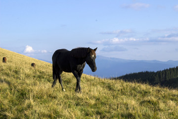 Black horse with a white spot on his head stands on the grass in the meadow in the mountains