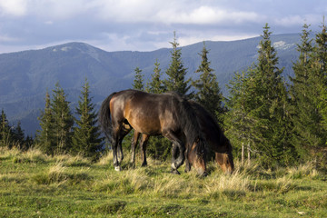 Fototapeta na wymiar Two brown horses eating grass near the trees in the mountains. Animals graze.