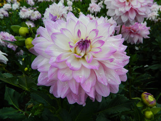 Obraz premium Lavender Dahlia
