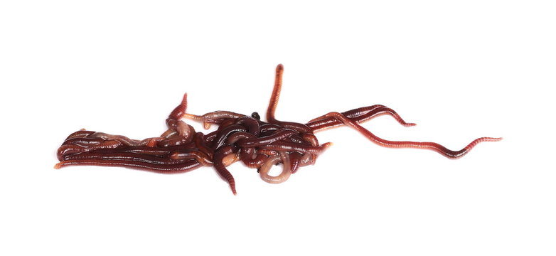Macro earthworm ( brandling worm, panfish worm, trout worm, tiger worm,  red wiggler worm, red californian earth worm),  isolated on white background, Eisenia fetida