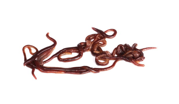 Macro earthworm ( brandling worm, panfish worm, trout worm, tiger worm,  red wiggler worm, red californian earth worm),  isolated on white background, Eisenia fetida