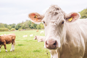 white cow looking into the camera