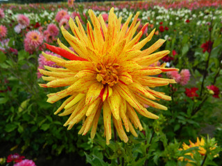 Yellow Tiger Dahlia