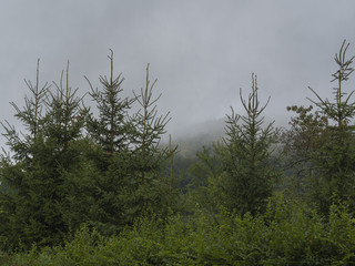 green spruce tree forest and bushes after rain in thick fog