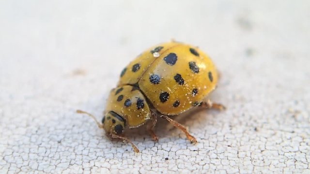 Yellow ladybug stertching and cleaning its front legs 