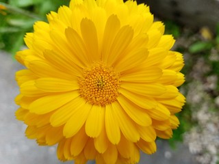 South Germany - August 2017 - macrophotography of a daisy flower