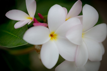 White Plumeria Thai flower, selective focus