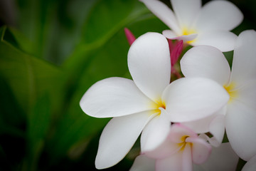 Obraz na płótnie Canvas White Plumeria Thai flower, selective focus