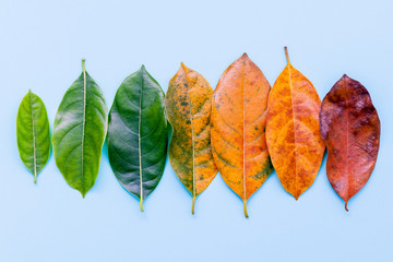 Leaves of different age of jack fruit tree on white wooden background. Ageing  and seasonal concept...