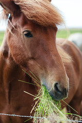 Naklejka premium Icelandic horse eating grass