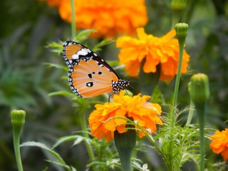 the butterfly