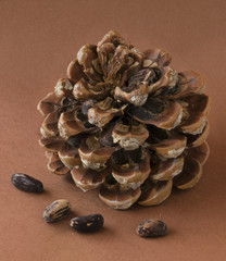 piña con piñones.
Piña recién caída del árbol llena de piñones.
