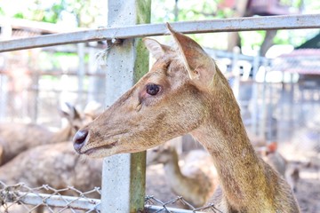 Close-Up View of Brown Deer in a Zoo