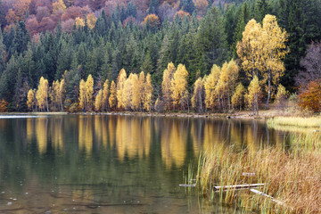 Yellow birch trees by the lake. Landscape with lake and forest