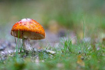 Orange mushroom