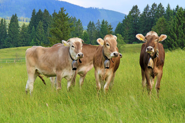 Kühe - Herde - Weide - lustig - niedlich - Allgäu - Urlaub