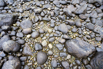 seabed of a Norwegian fjord at ebb