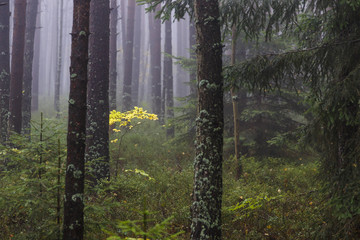 Mysterious Foggy Pine forest with Yellow Leaves