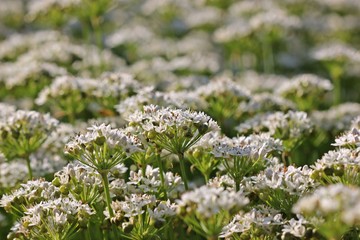 Bl&uuml;hender Schnittknoblauch (Allium tuberosum)
