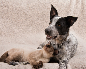 Young Siamese cat and a young dog lying together on a soft blanket, cat looking at the dog