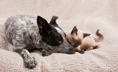 Tender moment between a young dog and cat lying next to each other