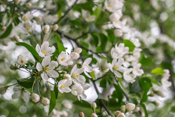 Flowering apple tree in spring