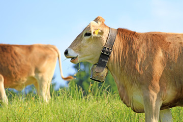 Glückliche Kühe auf der Weide - Allgäu