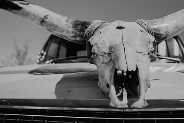 Buffalo skull as a trophy in a old vintage muscle car in the desert
