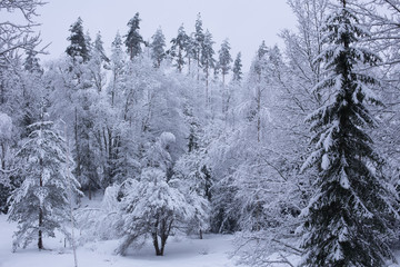 Obraz premium Winter forest