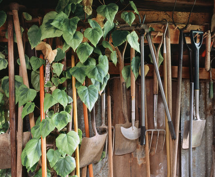 Hedra Ivy growing among gardening tools in a shed. UK.