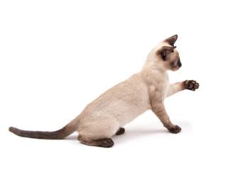 Side view of a cute Siamese kitten sitting with his paw up, about to reach for something, on white...