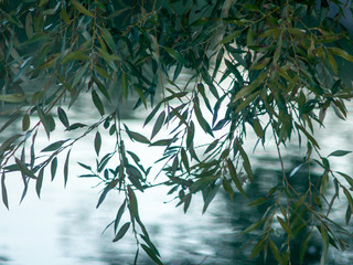 Leaves over Water