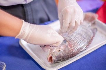 Scientist surgery fish for study or research freshwater fish , Disease and Internal organs.Science concept.