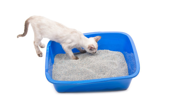 Young Siamese Cat Sniffing A Litter Box, On White