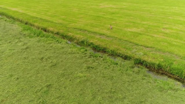 Aerial bird view following wild hare running over green field then jumping small canal drone following animal further over meadow hares are classified into same family as rabbits and are swift animals