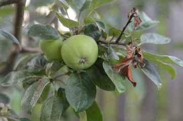 A photo of green apples on a branch in the garden
