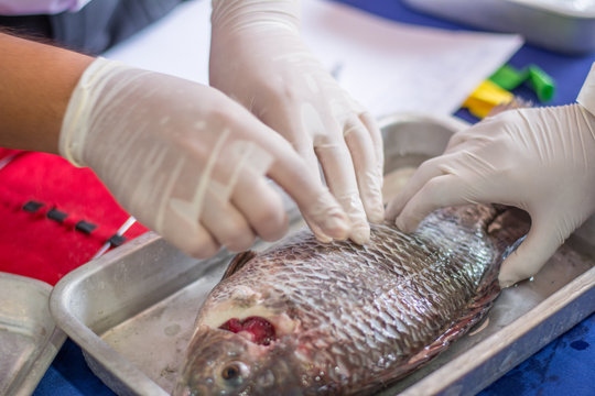 Scientist surgery fish for study or research freshwater fish , Disease and Internal organs.Science concept.