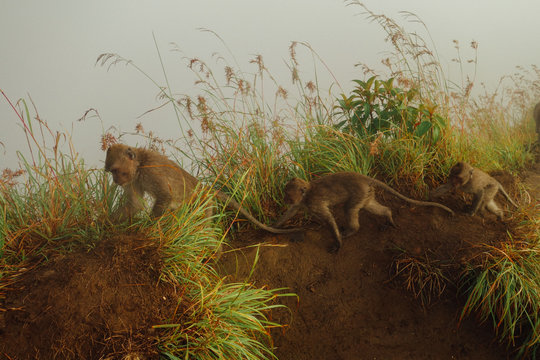 Monkeys in the Wild