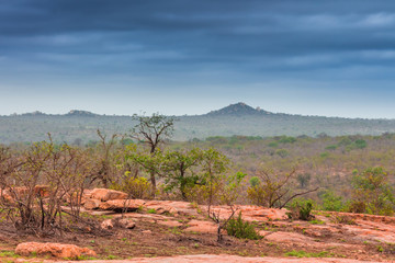 Green rolling hills covered in acacia trees, Kruger National Park, South Africa © Ava Peattie