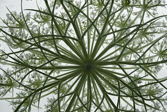 Closeup of the structure of bracts and florets in the wildflower Queen Annes Lace