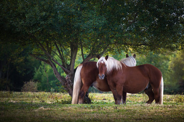 Fototapeta premium Couple de chevaux - Couple of horses