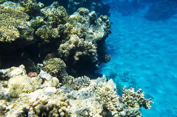 Coral reef on the edge of the depth