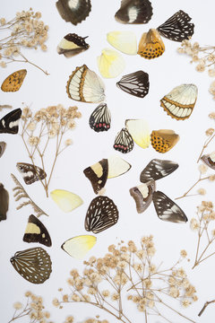 Butterflies wings