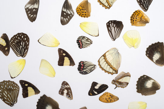 Butterflies wings