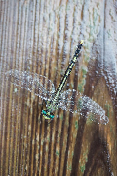 Macro of a Dragonfly on Wood