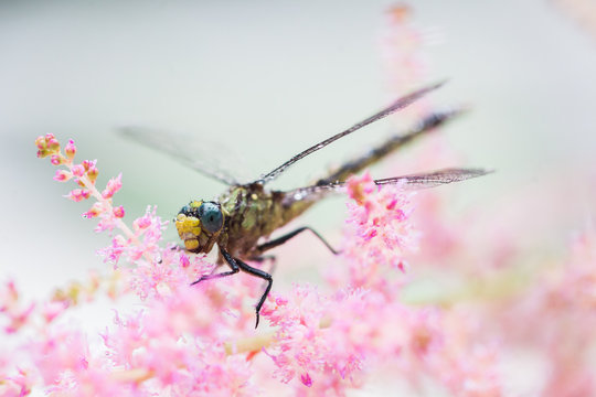 Dragonfly on Pink Astilbe Flowers