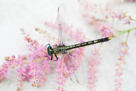 Dragonfly on Pink Astilbe Flowers