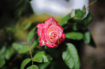 Rosa