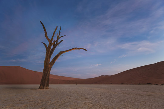 Dead Camelthorn Trees at Sunset Deadvlei, Sossusvlei. Namib-Naukluft National Park, Namibia, Africa.